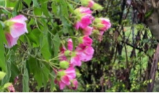 12月11日幸福观察