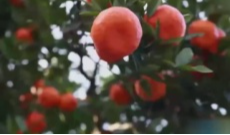 12月17日幸福观察