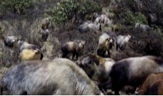 海拔3300米对话野生大熊猫“守护者”