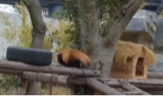 1月4日深夜快递