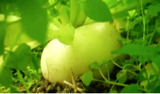 2026年1月5日《幸福社区》