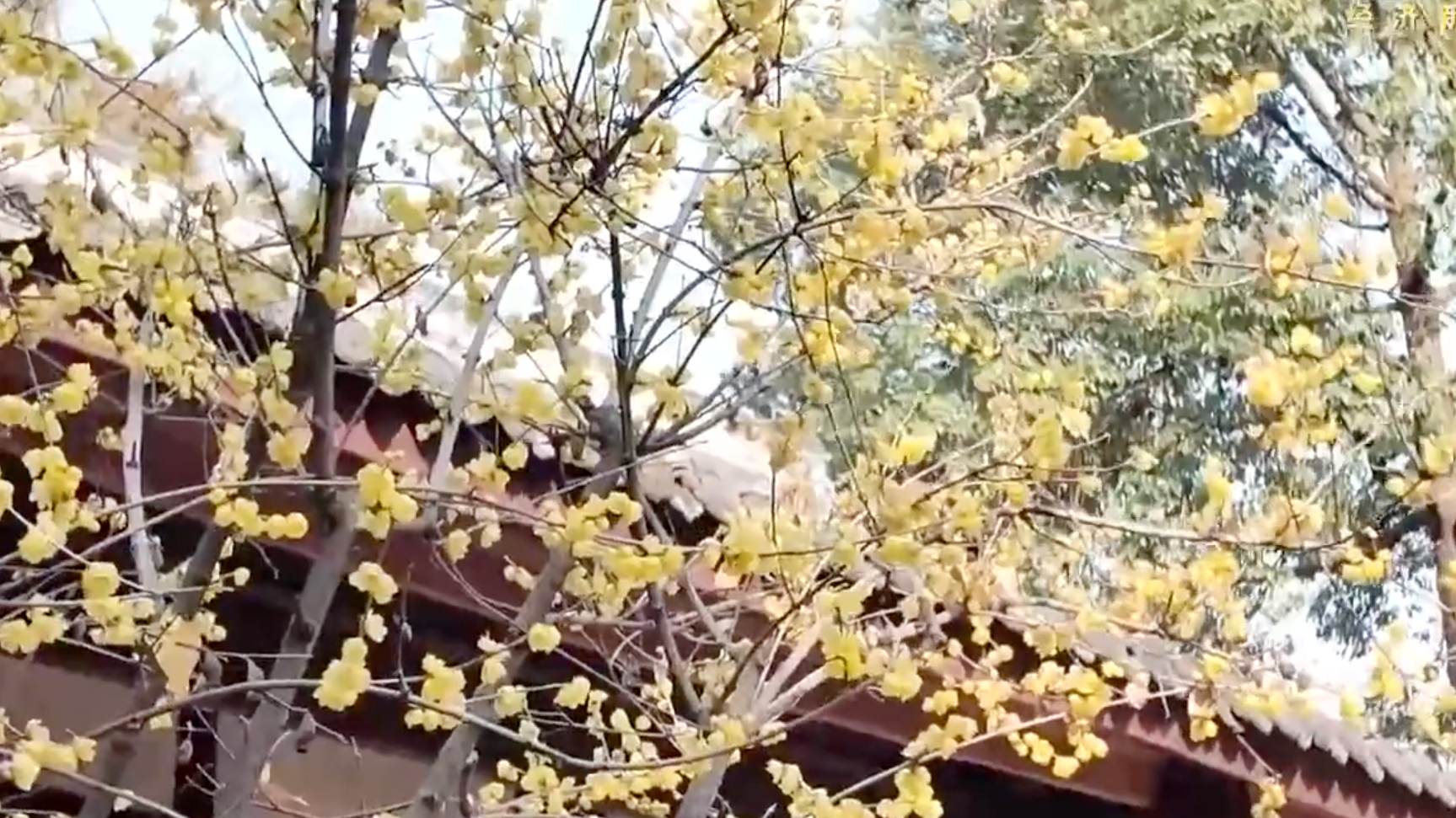 1月14日直播in成都