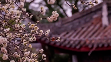 1月15日直播in成都