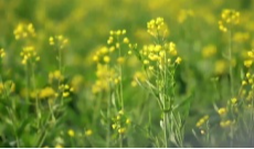 1月21日幸福观察