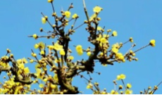 1月22日文兴锦官城