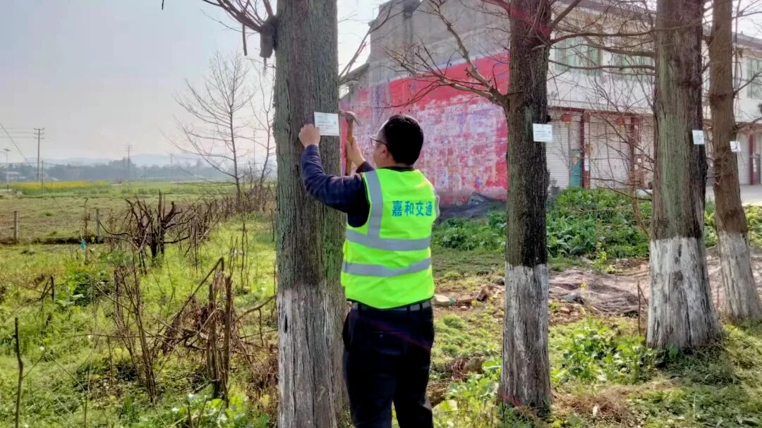 成都构建树木规范修剪及安全治理“1+1+6”责任体系