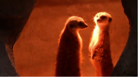 小动物“烤火”萌翻天 动物园解锁“花式御寒”