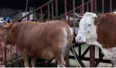 1月27日幸福观察