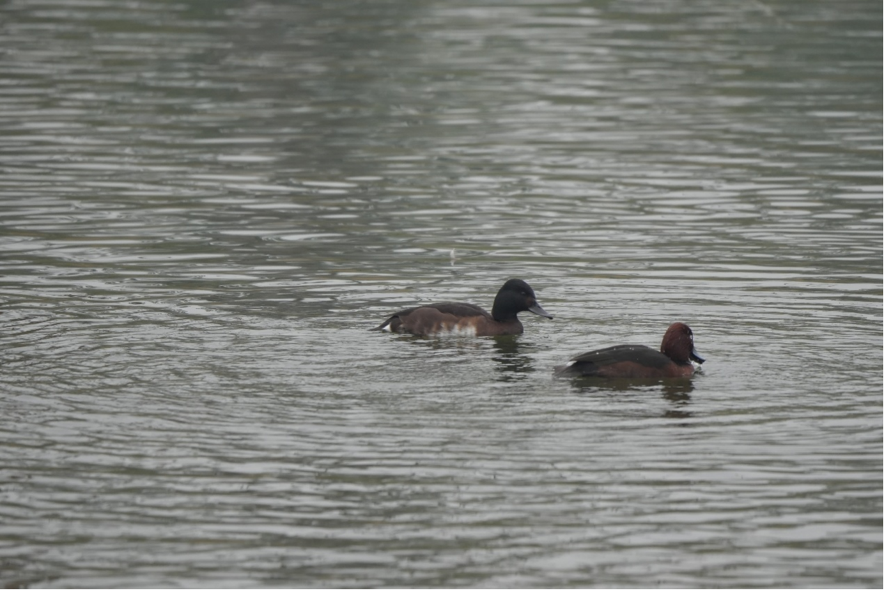 +12701！成都越冬水鸟最新数量增幅15%