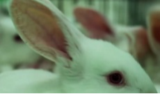 1月28日幸福观察