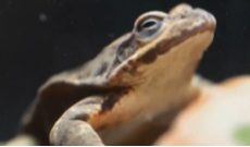 林海雪原雪蛤藏身何处