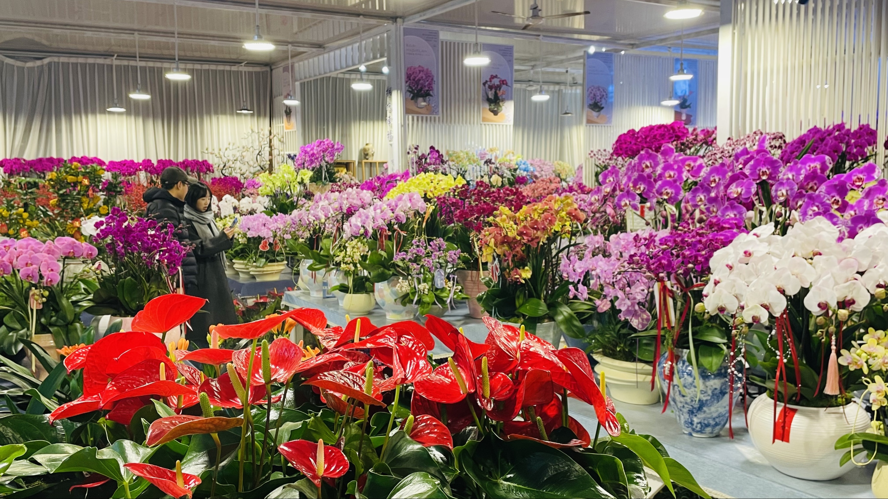花香里，年味浓！花卉消费新场景点燃新春“美丽经济”