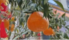 2026年2月24日《幸福社区》