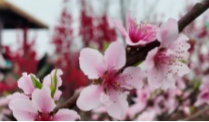 蓉城春信至 风景美如画