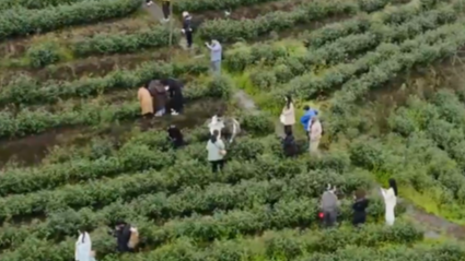 高山茶园亲手采摘，解锁春日第一口鲜爽