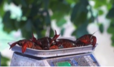 3月9日深夜快递