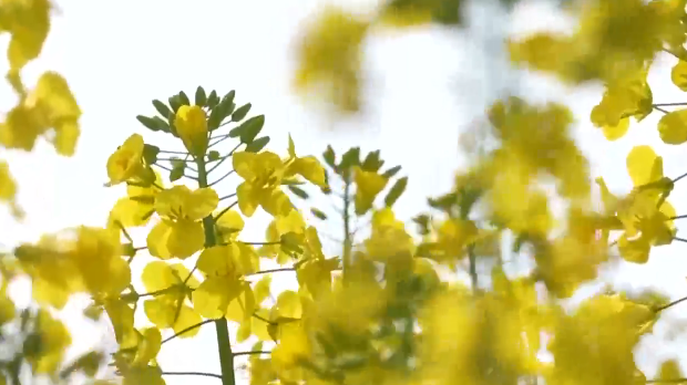 3月13日直播in成都