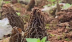 水到渠成产业兴  共筑富美新农村