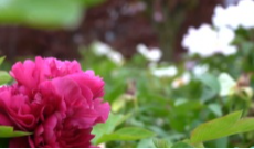 2026年3月31日《幸福社区》