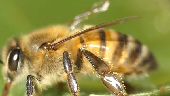 蜜蜂的双面性：蛰伤风险与生态功臣