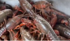 4月13日幸福观察