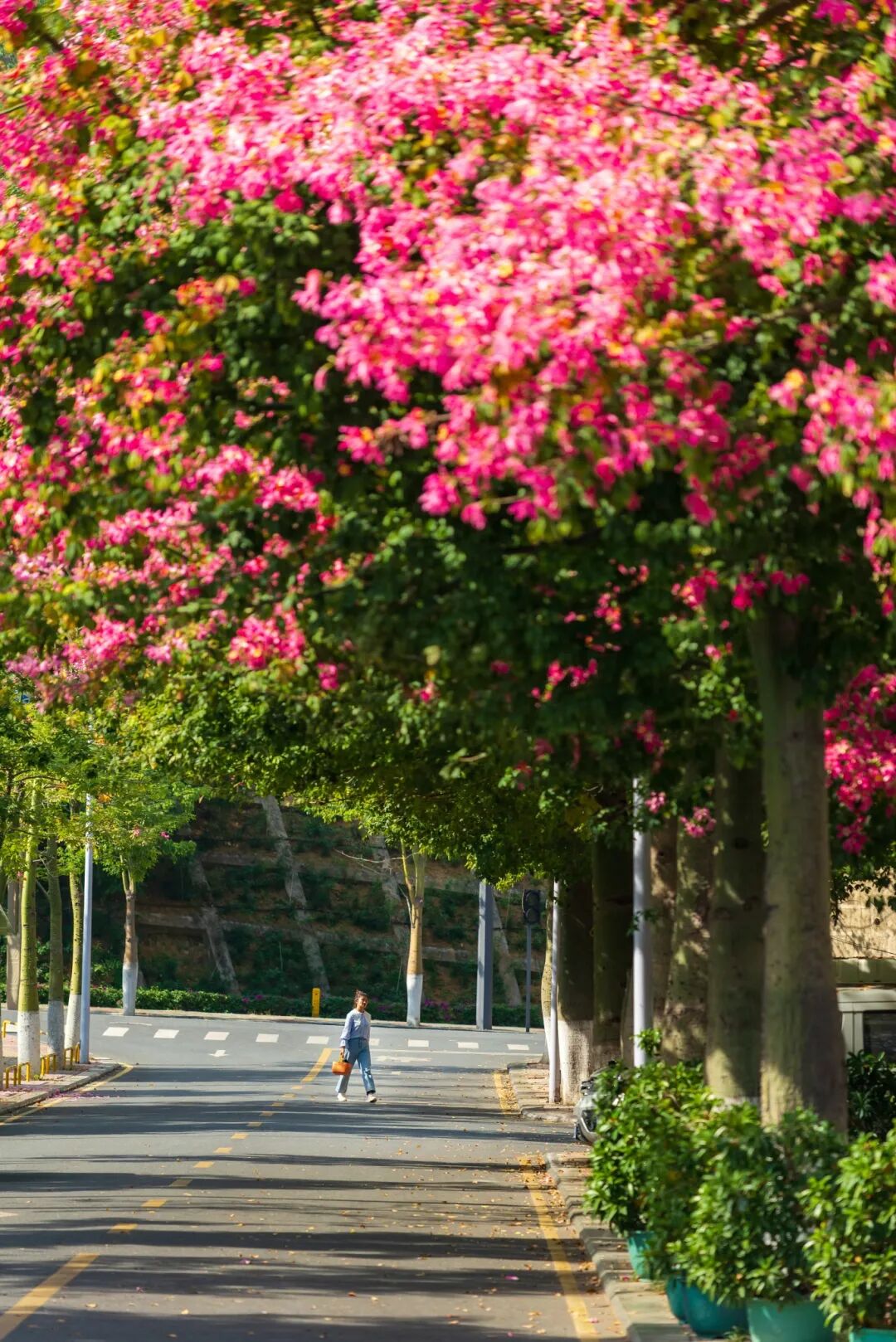 上城异木棉（石磊)  (22)~1.jpg