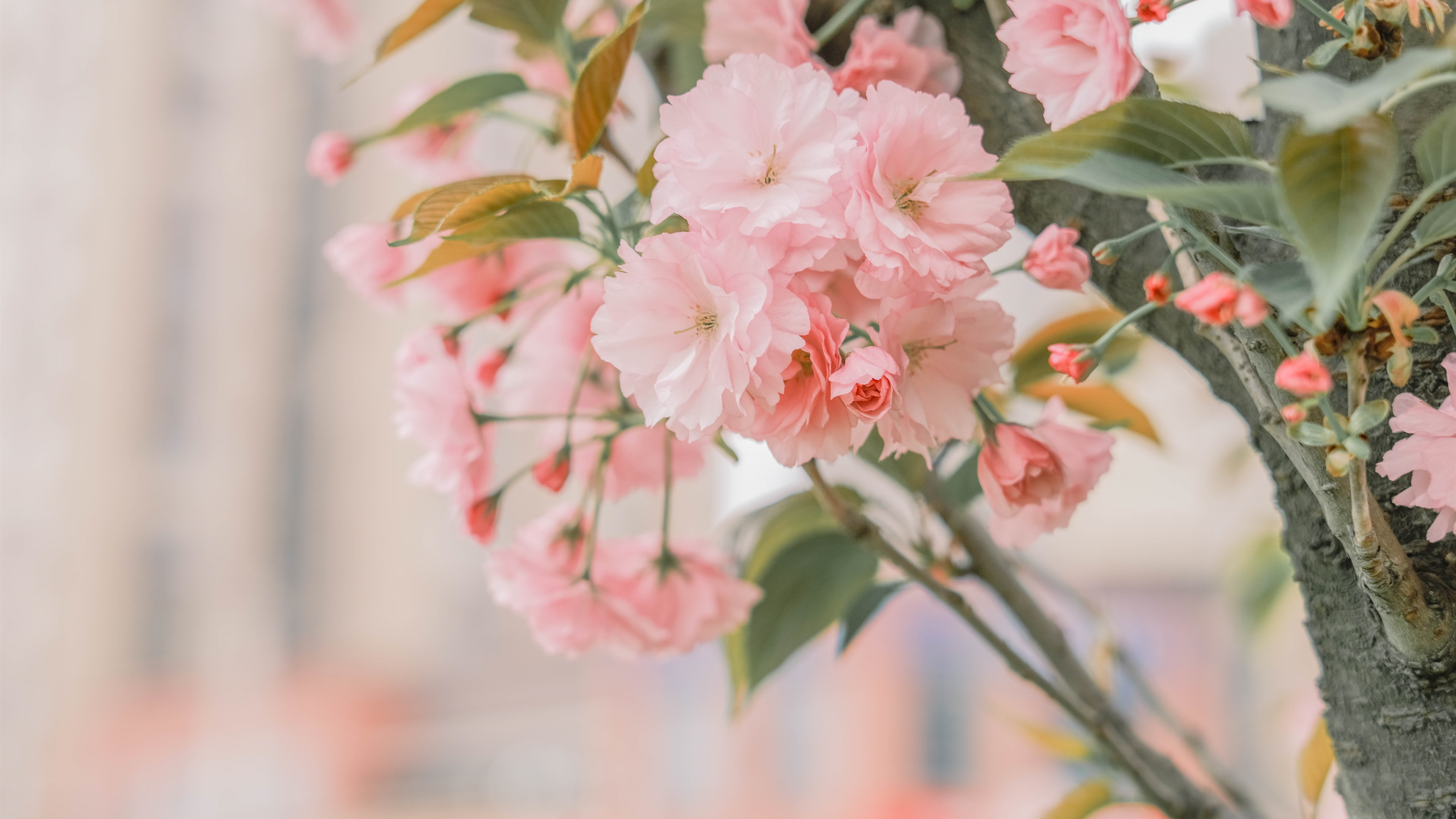 公园城市 春花初探