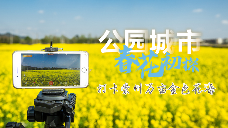 公园城市 春花初探 | 打卡崇州万亩金色花海