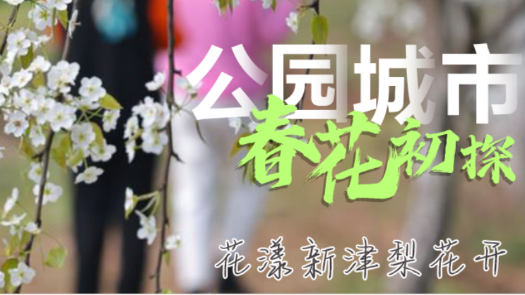 公园城市 春花初探丨花漾新津梨花开