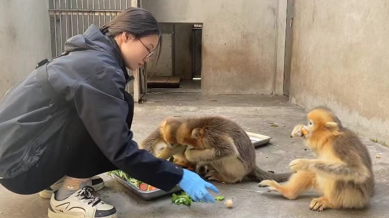 在成都 正青春④｜刘瑾华：与金丝猴相依相伴 物理小妹追逐“动物梦”
