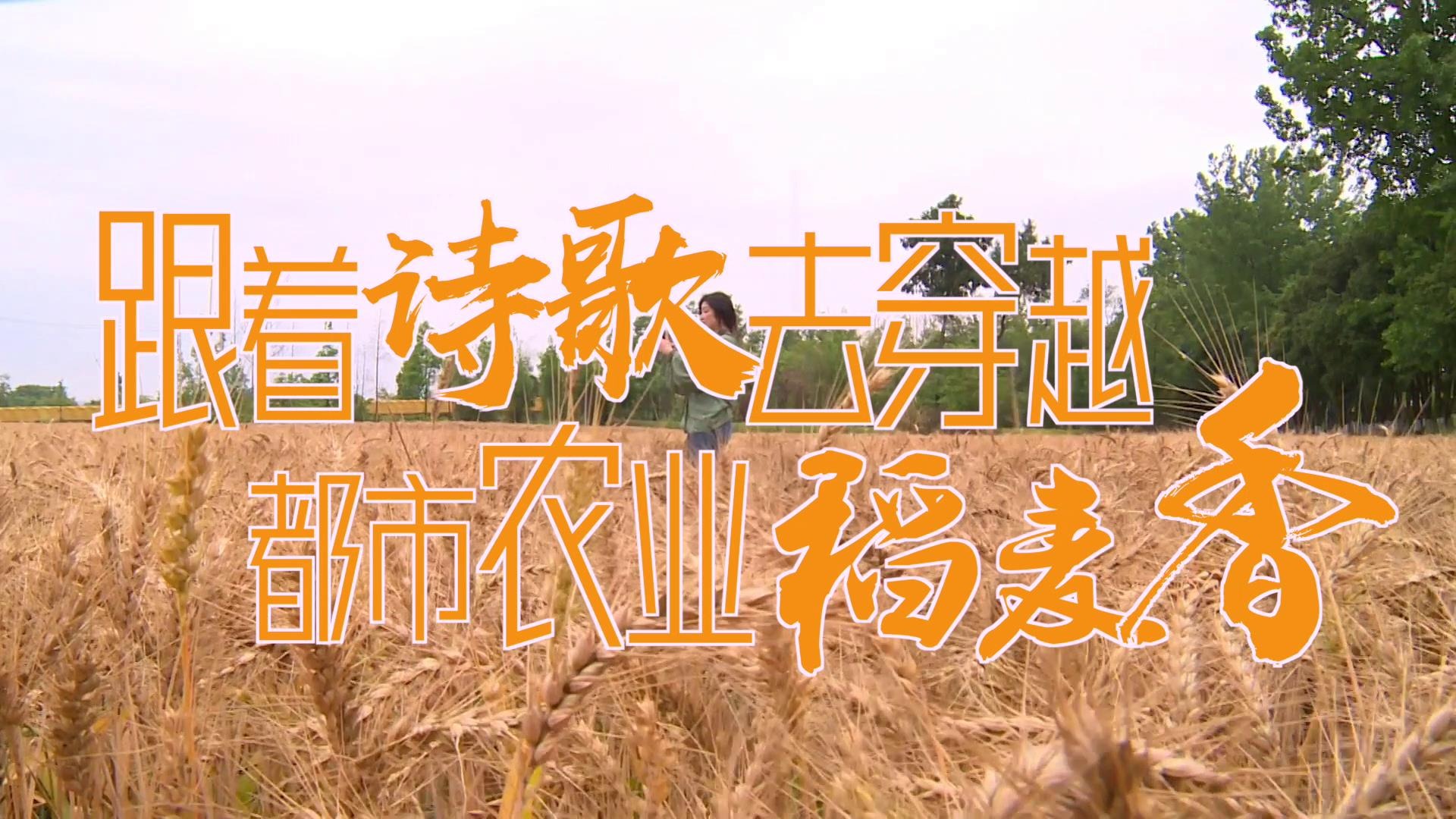 视频丨跟着诗歌去穿越 都市农业稻麦香（一）