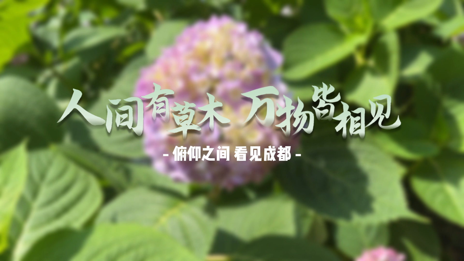 万物皆相见 | 花开无尽夏 心怀无尽美