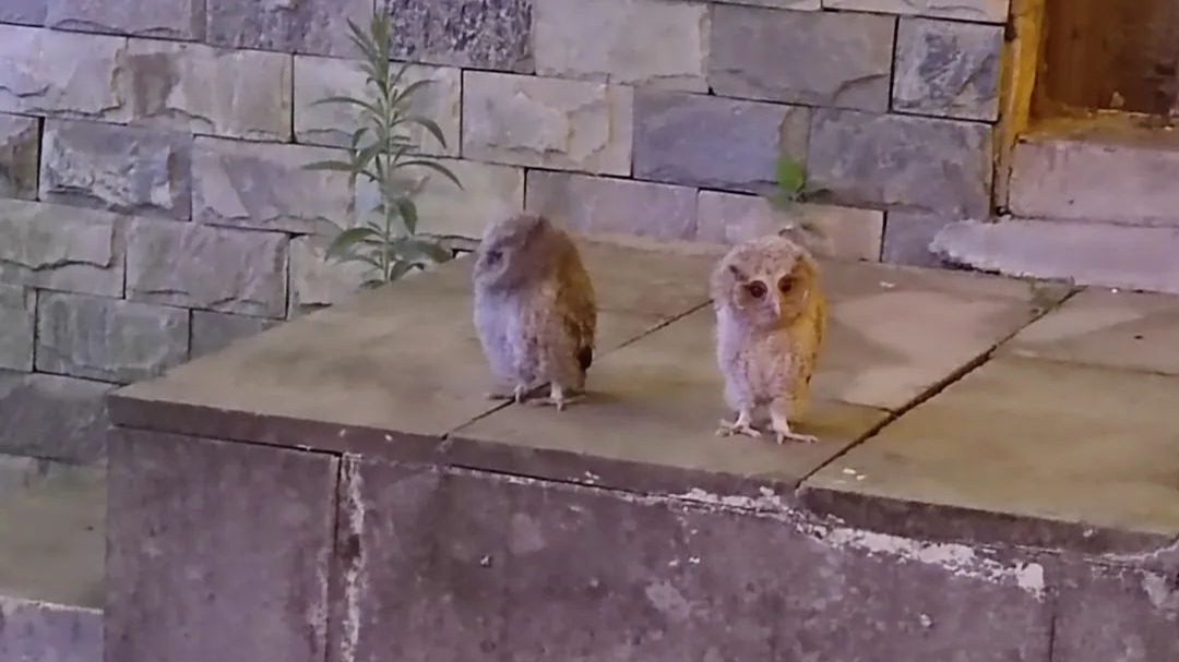 视频｜呆萌小猫头鹰“走失”    警民联手帮其“找妈妈”
