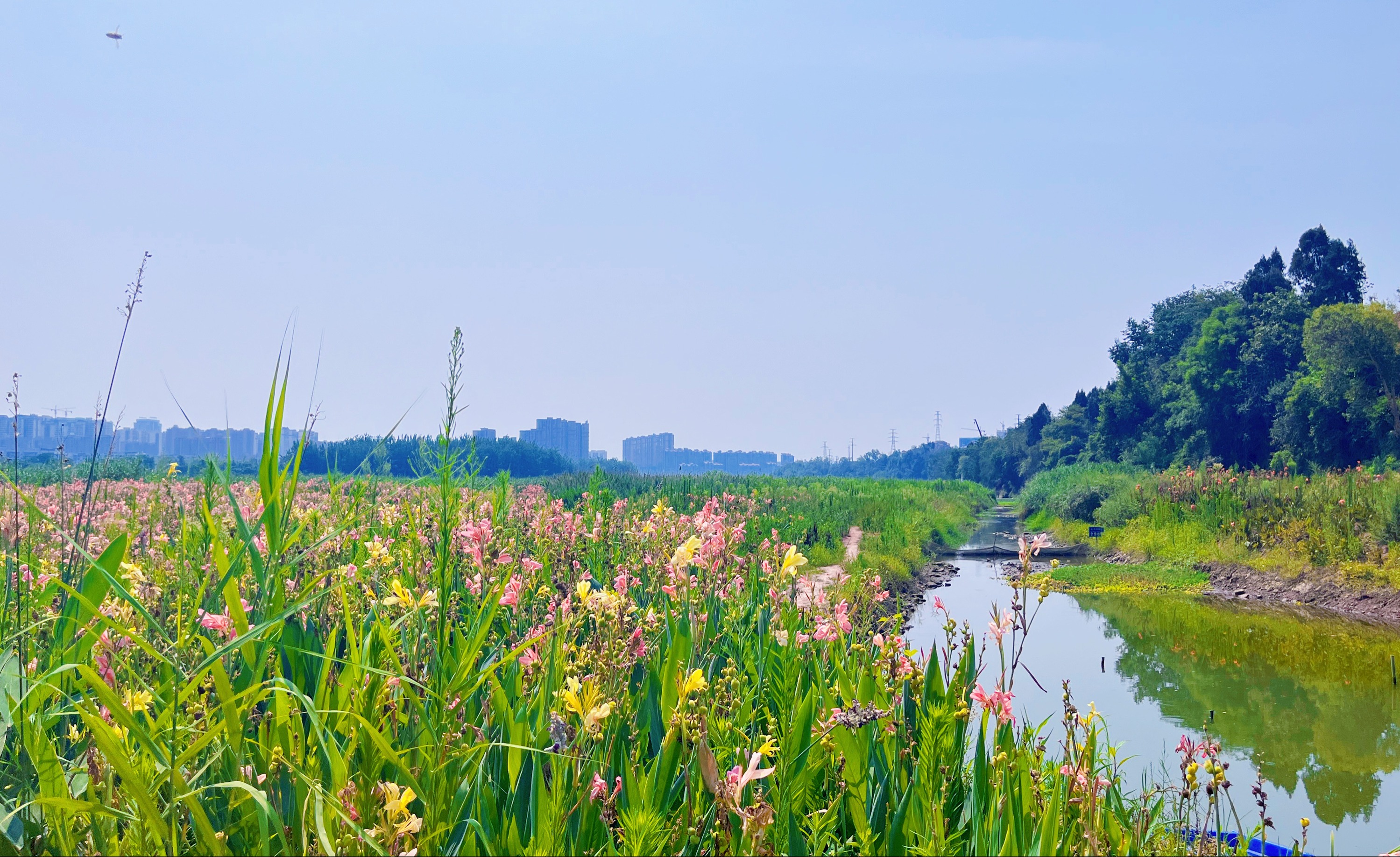 整治入河口 又绿沱江岸 资阳九曲河污水源整治见证水质之变｜一江清“沱”入画来③