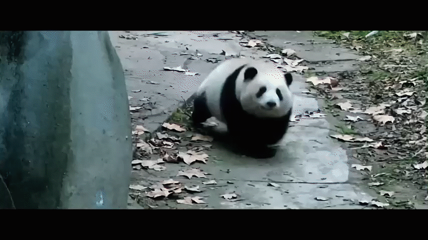 11.gif