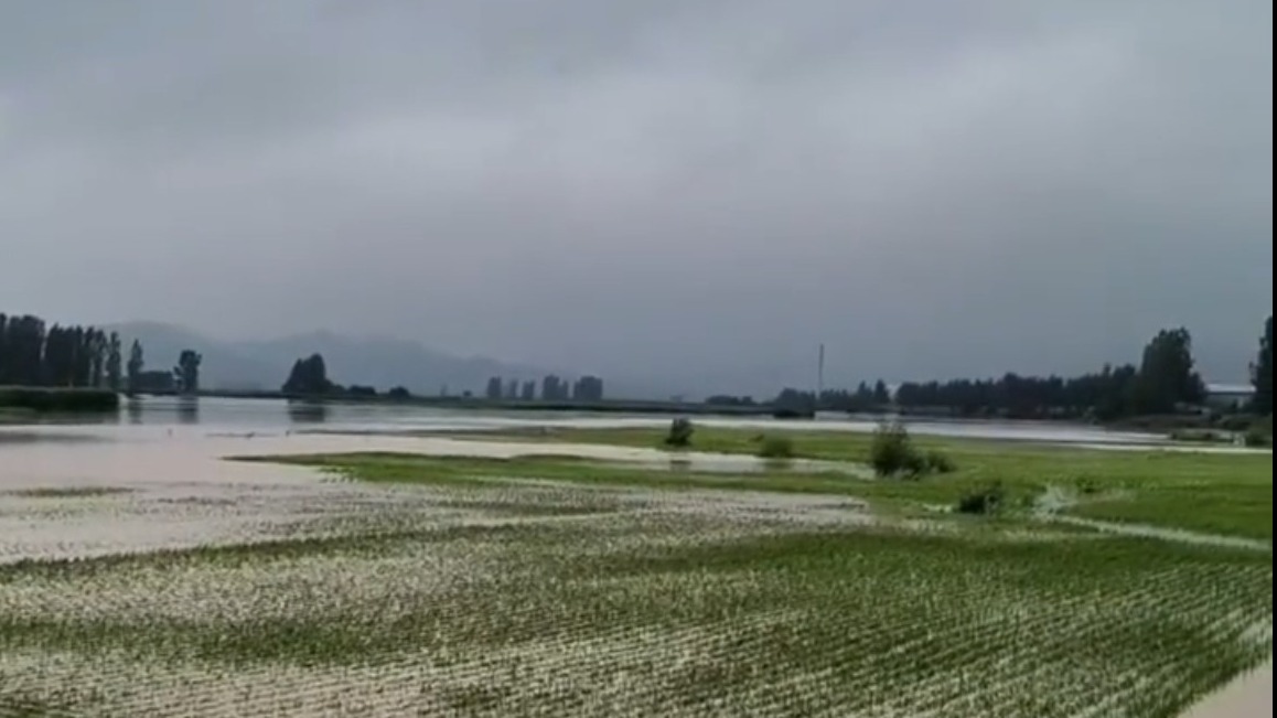 大暴雨转战东北：五常大米产区受灾严重 或致减产或绝产