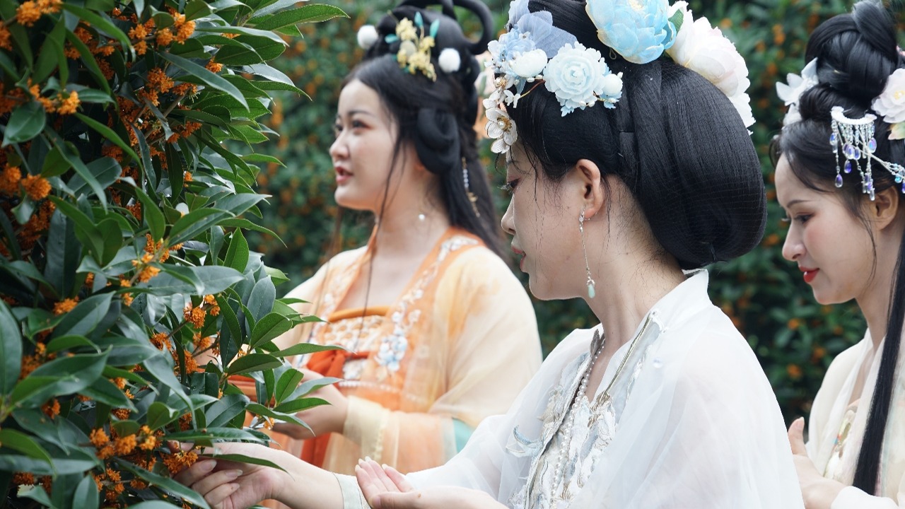 视频 | 秋意浓桂花香 温江桂花文化节带您领略乡村振兴之美
