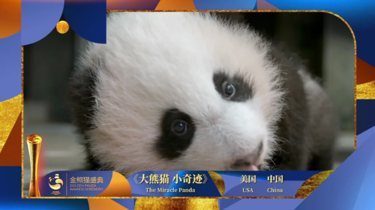 荣耀“金熊猫”｜最佳纪录片奖揭晓 中美合拍《大熊猫 小奇迹》获奖