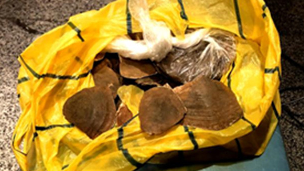 三部门：不得将含穿山甲成份的药物新增纳入医保
