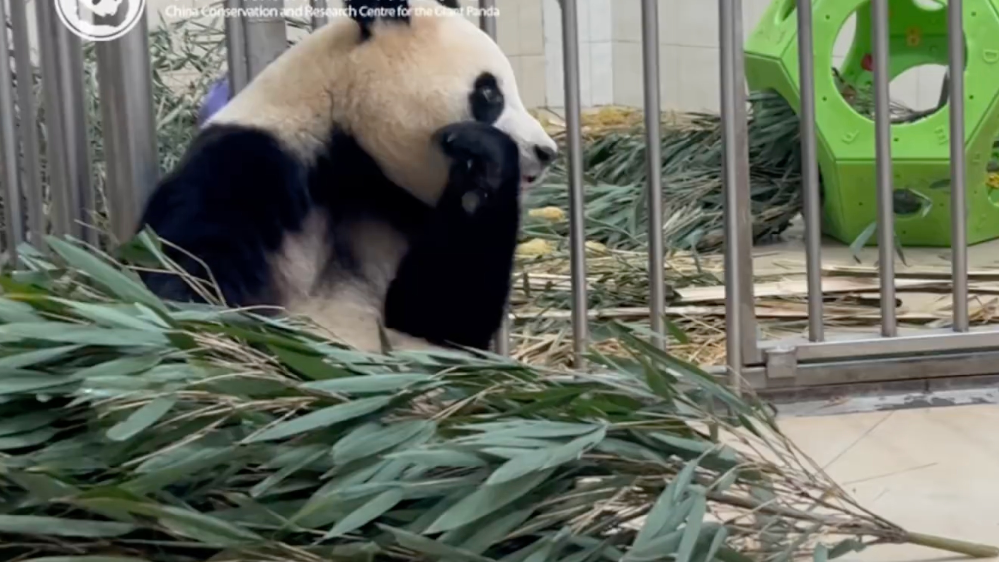 视频｜好消息！福宝状态良好，各项病毒检测都是阴性