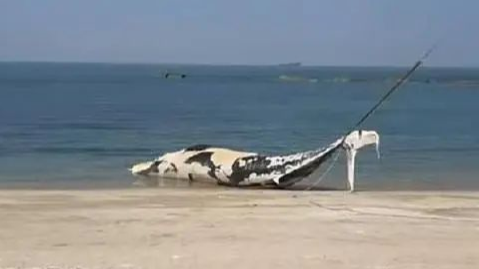 视频｜海南搁浅鲸鱼尸体已做无害化处理 鲸鱼皮或将制成标本
