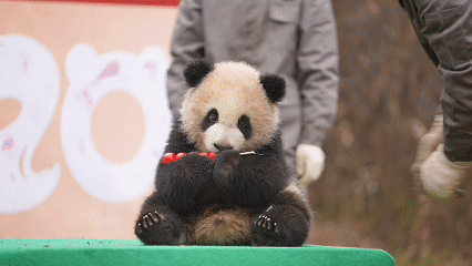 /data/storage/Upload/kd/2025/01/23/ccfa3d79-1d82-4d31-b91d-16d4d256e6f6.gif
