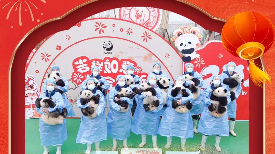齐聚贺岁！今日10点，熊猫宝宝集体亮相给您拜年