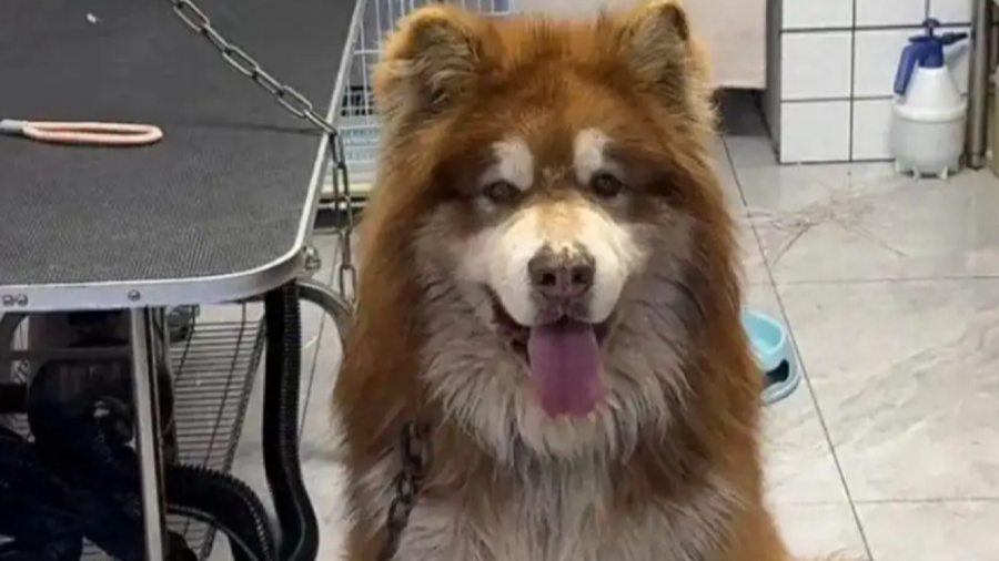 花8000元送去宠物学校的狗挨了打 驯犬市场乱象调查