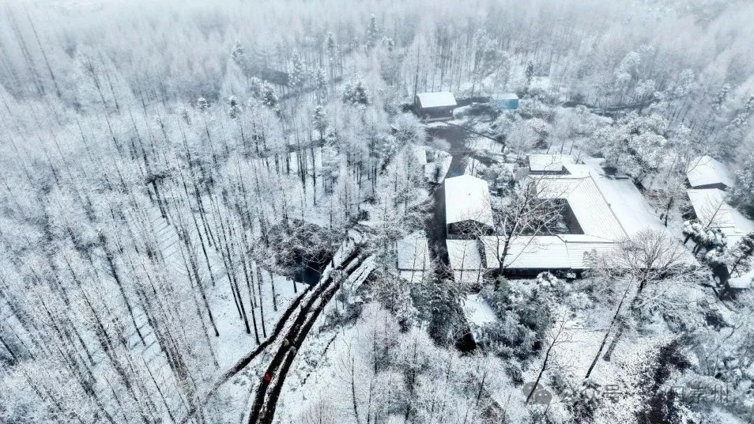 超美！成都又下雪啦！