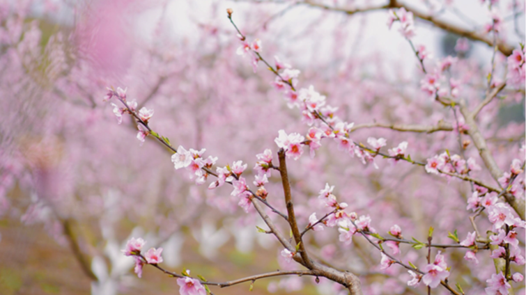 加速派送！全国盼春地图来了 成都3月加入“春日群聊”