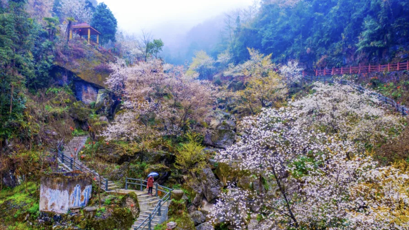 赏花、踏青、爬山…成都周末直冲20℃，一起去感受春天→