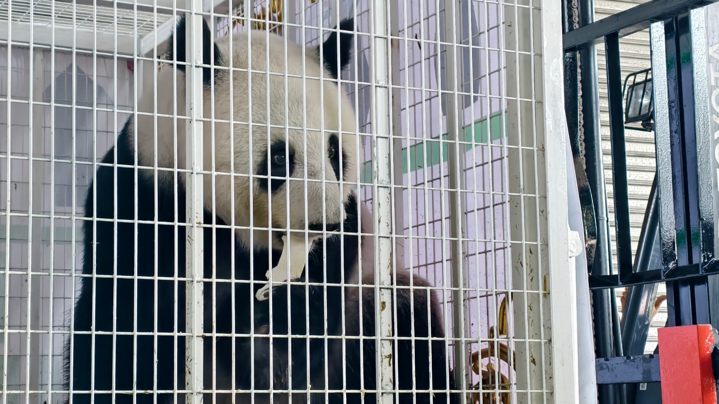 欢迎回家！旅马大熊猫“福娃”和“凤仪”启程回国