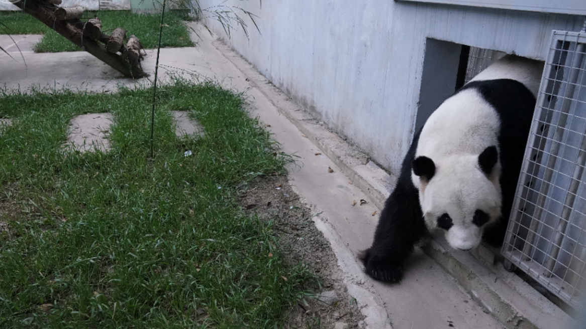 旅马大熊猫“福娃”“凤仪”平安回国