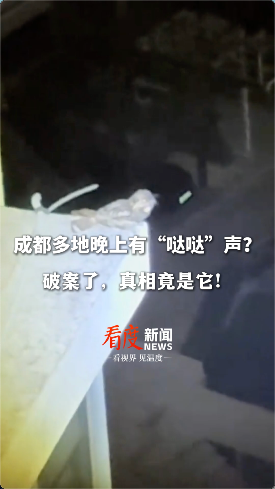主播说新闻｜成都多地晚上有“哒哒”声，原来是夜鹰在唱“单身情歌”